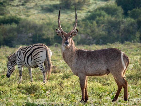背景にゼブラ Equus Quagga 旧Equus Burchellii の平原を持つウォーターバック Kobus Elipsiprymus 南アフリカ — ストック写真