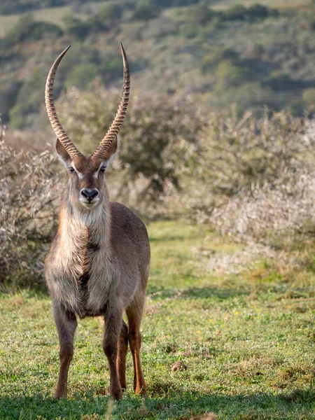 Waterbuck Kobus Ellipsiprymnus Macho Cabo Oriental África Sul — Fotografia de Stock