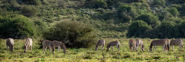 Düz zebra veya yaygın zebra (Equus quagga, eski adıyla Equus burchellii). Doğu Burnu. Güney Afrika