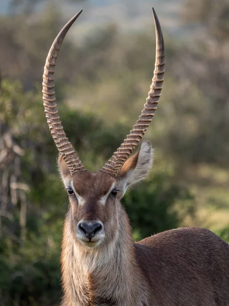 Vattenbuck Kobus Ellipsiprymnus Hane Östra Udden Sydafrika — Stockfoto