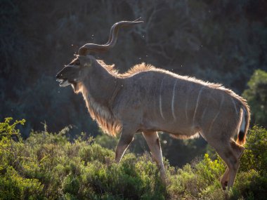 Muhteşem boynuzları olan daha büyük kudu (Tragelaphus strepsiceros). Doğu Burnu. Güney Afrika