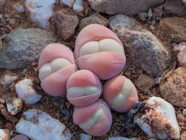 Baby bums or bababoutjies (Gibbaeum heathii). Karoo, Western Cape, South Africa clipart