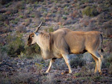 Tipik karoo bitkilerinde Eland (Taurotragus oryx). Karoo, Batı Burnu, Güney Afrika