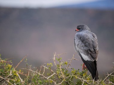 Güney soluk tenli kara Şahin (Melierax canorus) bir ağaca tünedi. Karoo, Batı Burnu, Güney Afrika