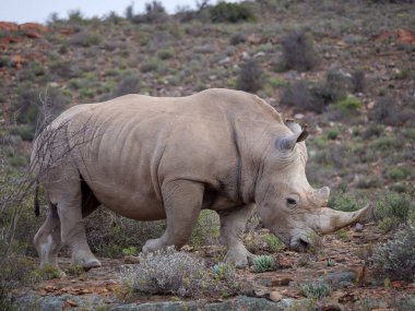 White rhinoceros or square-lipped rhinoceros (Ceratotherium simum). Karoo, Western Cape, South Africa clipart
