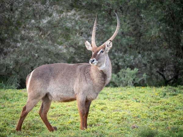 Waterbuck Kobus Ellipsiprymnus Maschio Capo Orientale Sudafrica — Foto Stock