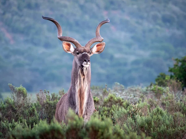 Muhteşem boynuzları olan daha büyük kudu (Tragelaphus strepsiceros). Doğu Burnu. Güney Afrika
