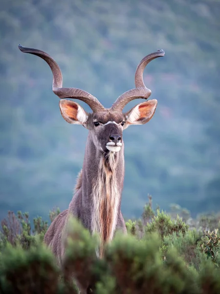 Muhteşem boynuzları olan daha büyük kudu (Tragelaphus strepsiceros). Doğu Burnu. Güney Afrika