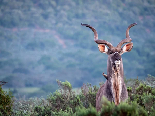 Gran Kudu Tragelaphus Strepsiceros Con Cuernos Magníficos Cabo Oriental Sudafrica —  Fotos de Stock