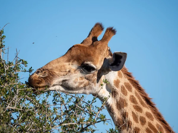 Girafe Sud Africaine Girafe Cap Giraffa Camelopardalis Giraffa Alimentation Cape — Photo
