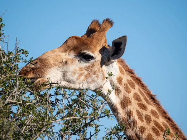 South African giraffe or Cape giraffe (Giraffa camelopardalis giraffa) feeding. Eastern Cape. South Africa