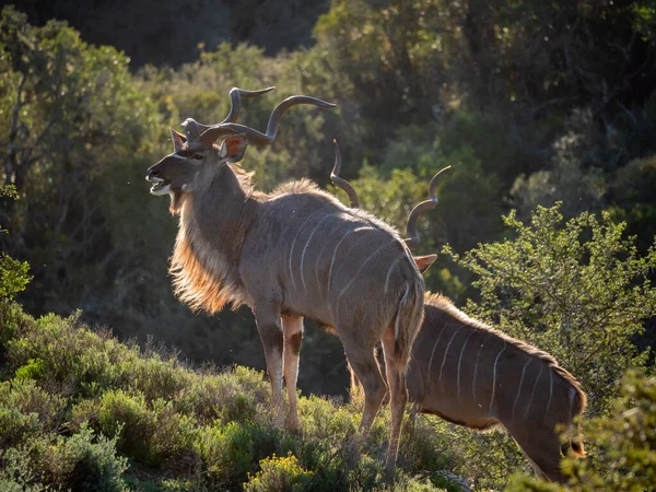 Muhteşem boynuzları olan daha büyük kudu (Tragelaphus strepsiceros). Doğu Burnu. Güney Afrika