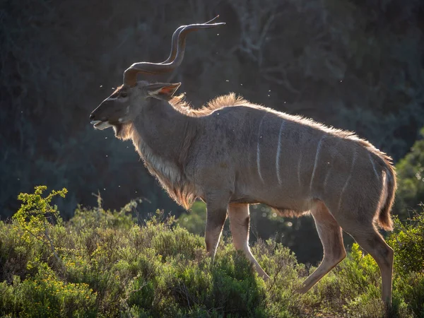 Grande Kudu Tragelaphus Strepsiceros Com Chifres Magníficos Cabo Oriental África — Fotografia de Stock