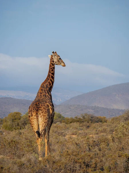南アフリカのキリンまたはキリン岬 Giraffa Camelopardalis Giraffa 南アフリカ共和国西ケープ州カロ — ストック写真