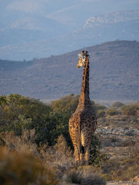 Güney Afrika Zürafası Veya Pelerin Zürafası Zürafa Camelopardalis Zürafa Karoo — Stok fotoğraf