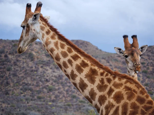 Южноафриканский Жираф Giraffa Camelopardalis Giraffa Кару Западный Кейп Южная Африка — стоковое фото