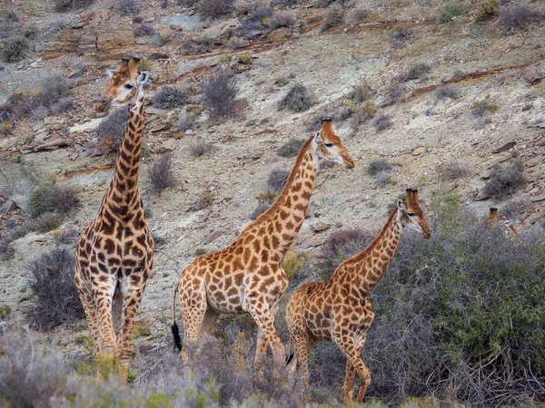 Girafe Sud Africaine Girafe Cap Giraffa Camelopardalis Giraffa Karoo Western — Photo