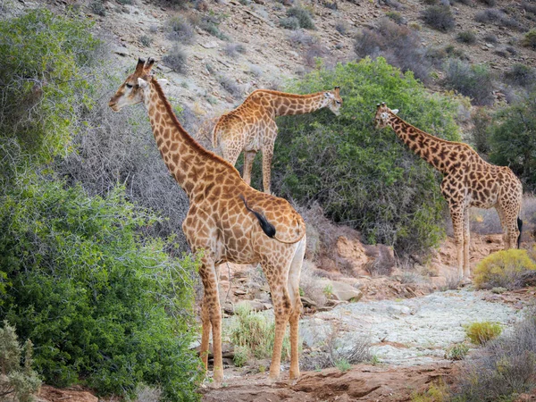 Girafe Sud Africaine Girafe Cap Giraffa Camelopardalis Giraffa Navigation Alimentation — Photo