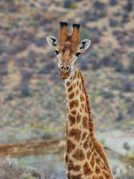 Südafrikanische Giraffe Oder Kapgiraffe Giraffa Camelopardalis Giraffa Karoo Western Cape — Stockfoto