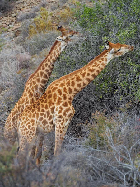 Zuid Afrikaanse Giraffe Kaapse Giraf Giraffa Camelopardalis Giraffa Bladerend Voedend — Stockfoto