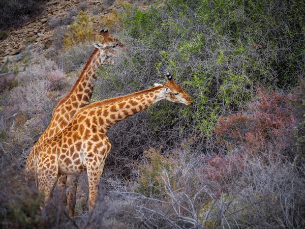 Girafe Sud Africaine Girafe Cap Giraffa Camelopardalis Giraffa Navigation Alimentation — Photo