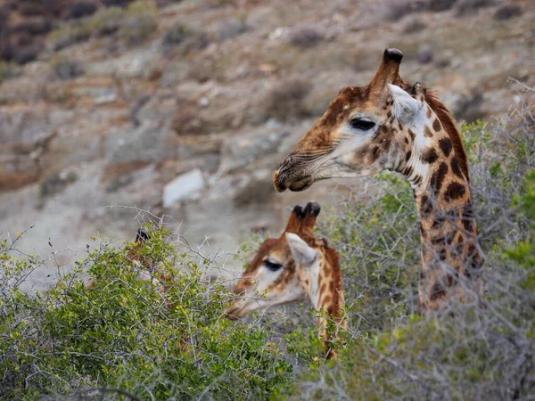 Zuid Afrikaanse Giraffe Kaap Giraffe Giraffa Camelopardalis Giraffa Karoo Western — Stockfoto