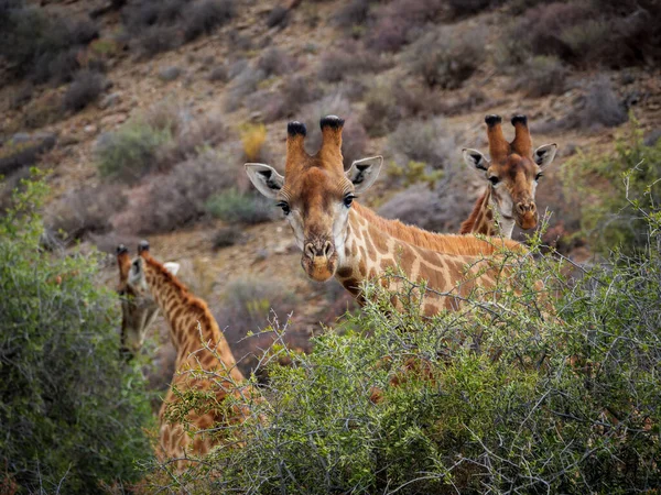 Girafe Sud Africaine Girafe Cap Giraffa Camelopardalis Giraffa Karoo Western — Photo