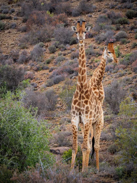 Zuid Afrikaanse Giraffe Kaap Giraffe Giraffa Camelopardalis Giraffa Karoo Western — Stockfoto