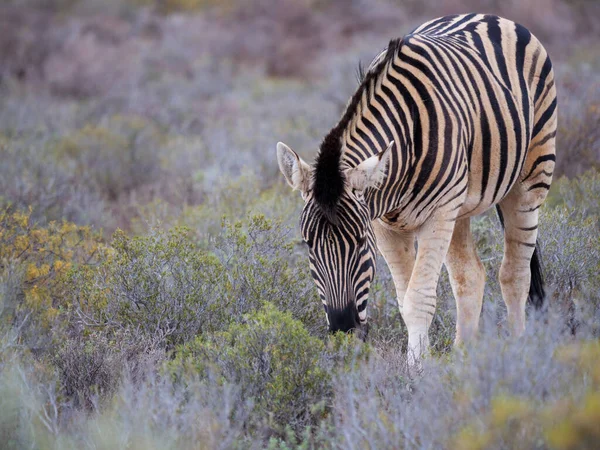 Zebra Das Planícies Equus Quagga Anteriormente Equus Burchellii Karoo Western — Fotografia de Stock