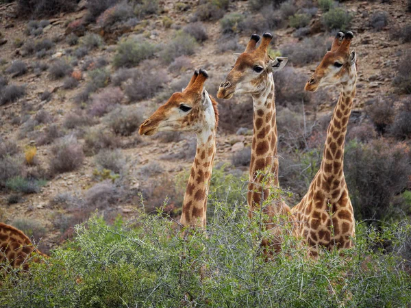 Zuid Afrikaanse Giraffe Kaap Giraffe Giraffa Camelopardalis Giraffa Karoo Western — Stockfoto