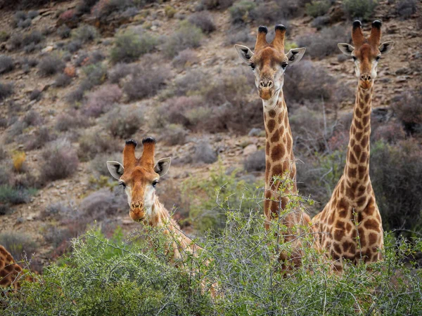 South African Giraffe Cape Giraffe Giraffa Camelopardalis Giraffa Karoo Western — Stock Photo, Image