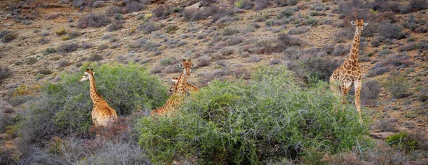 Zuid Afrikaanse Giraffe Kaap Giraffe Giraffa Camelopardalis Giraffa Karoo Western — Stockfoto