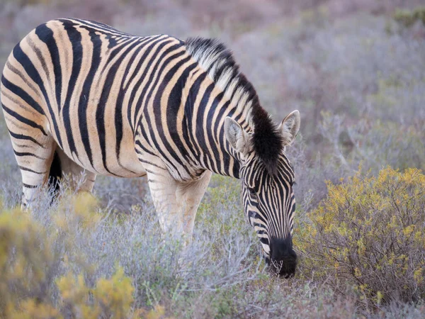 Düz Zebra Equus Quagga Eski Adıyla Equus Burchellii Otlar Karoo — Stok fotoğraf