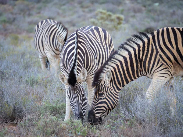 Plains Zebra Equus Quagga Voorheen Equus Burchellii Grazen Karoo Western — Stockfoto