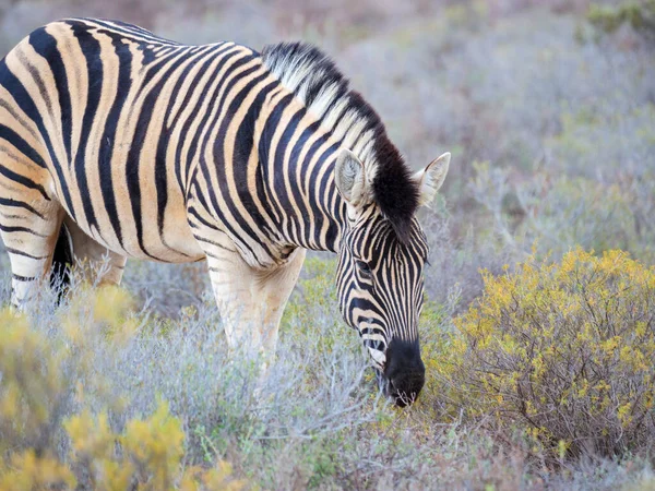 Zebra Das Planícies Equus Quagga Anteriormente Equus Burchellii Pastoreio Karoo — Fotografia de Stock