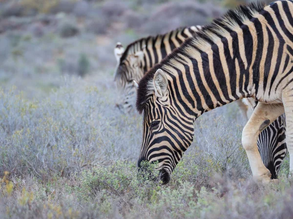 Plains Zebra Equus Quagga Tidigare Equus Burchellii Bete Karoo Västra — Stockfoto