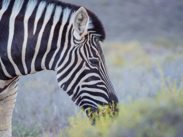 Zebra Das Planícies Equus Quagga Anteriormente Equus Burchellii Pastoreio Karoo — Fotografia de Stock