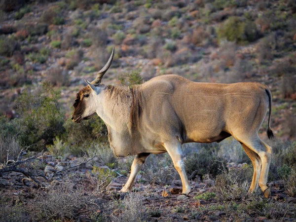 Tipik Karoo Bitkilerinde Eland Taurotragus Oryx Karoo Batı Burnu Güney — Stok fotoğraf