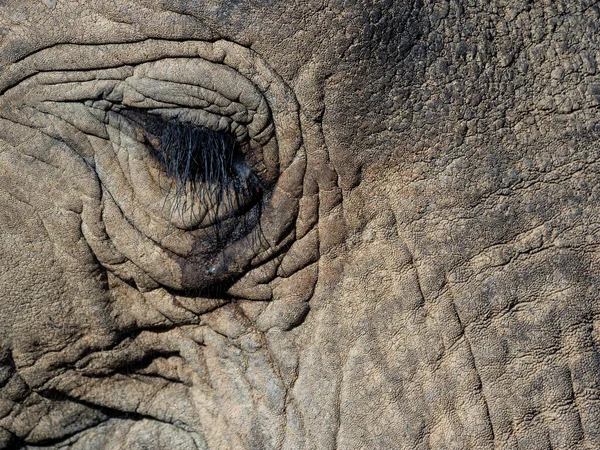 Detail Auge Des Afrikanischen Buschelefanten Loxodonta Africana Karoo Western Cape — Stockfoto