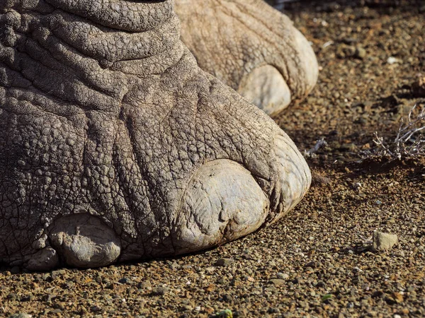 Afrykański Krzak Słoń Loxodonta Africana Stóp Detal Pokazujący Paznokcie Karoo — Zdjęcie stockowe