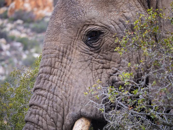 Afrikanischer Buschelefant Oder Afrikanischer Savannenelefant Loxodonta Africana Westkap Südafrika — Stockfoto