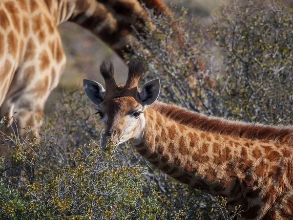 South African giraffe or Cape giraffe (Giraffa camelopardalis giraffa) browsing (feeding). Karoo, Western Cape, South Africa.