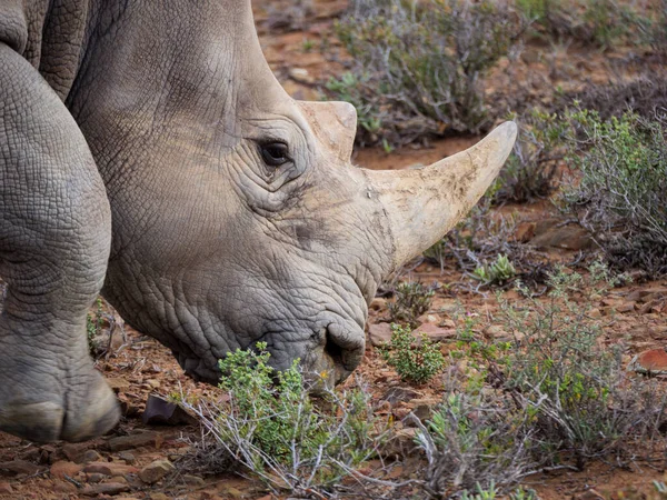 Rinoceronte Bianco Rinoceronte Dalla Forma Quadrata Ceratotherium Simum Karoo Western — Foto Stock