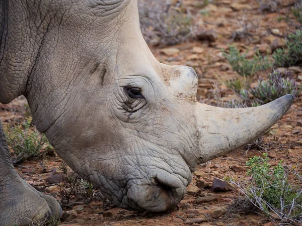 Rhinocéros Blanc Rhinocéros Lèvres Carrées Ceratotherium Simum Karoo Western Cape — Photo