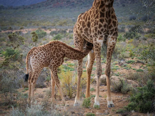 Южноафриканский Жираф Жираф Giraffa Camelopardalis Giraffa Самка Кормящая Подростка Кару — стоковое фото