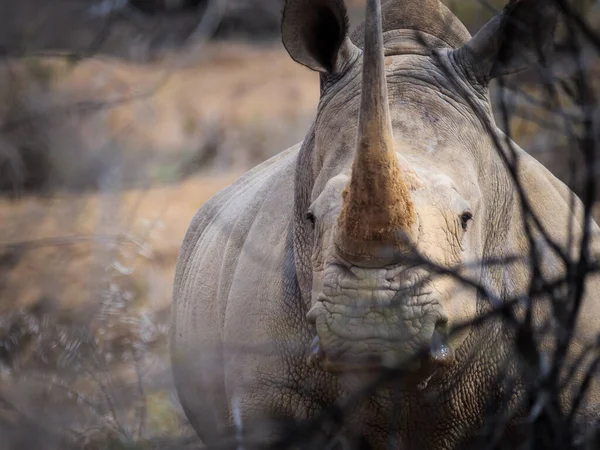 Rhinocéros Blanc Rhinocéros Lèvres Carrées Ceratotherium Simum Karoo Western Cape — Photo