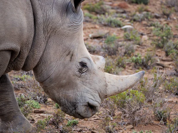 Rinoceronte Bianco Rinoceronte Dalla Forma Quadrata Ceratotherium Simum Karoo Western — Foto Stock