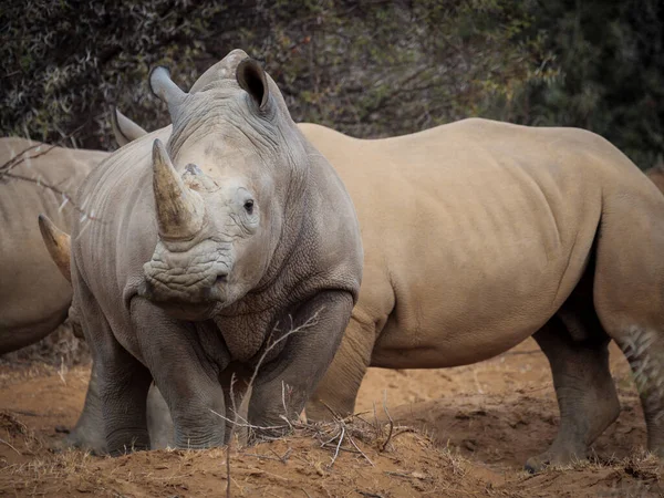 Rinoceronte Branco Rinoceronte Lábios Quadrados Ceratotherium Simum Karoo Western Cape — Fotografia de Stock