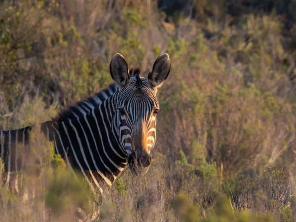 카보베르데 얼룩말 Equus Zebra Zentia Karoo Western Cape South Africa — 스톡 사진
