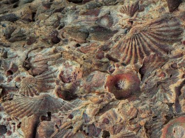 Fossilised (fossilized) shells, plants and crinoids. Karoo, Western Cape, South Africa. clipart